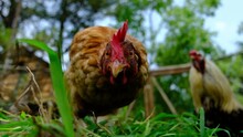 Slow Motion And Low Angle Close Up Of Chicken Or Hen Standing On Fresh Cut Grass While Animal Being Cage Free Raised In Back Yard Farm.