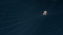 Spiny Orb Weaver On Web In Nature, Macro Photo Of Insect In Nature And Selective Focus.