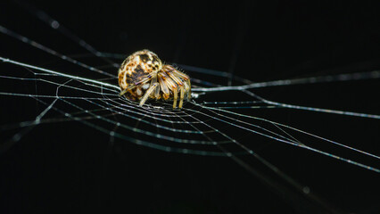 Spiny Orb Weaver on web in nature, Macro photo of insect in nature and selective focus.