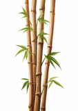 Fototapeta Sypialnia - bamboo or bamboo shoots