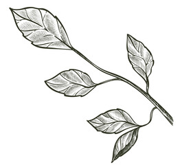 Wall Mural - Twig with leaves, decorative branch with foliage