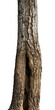 © berkahjayamaterial - natural tree trunk isolated element