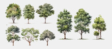 Cartoon Watercolor Big Tree On White Background, Trees. Watercolor Arrangement. Vector Illustration