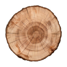 Slice Tree Trunk Isolated On Transparent Background Cutout