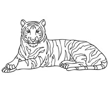 Tiger Outline Vector Illustration