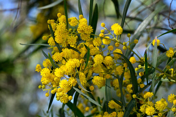 Wall Mural - Eucalyptus blossom // Eucalyptus-Blüte - Mesolongi, Greece