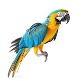 Fototapeta  - blue and yellow macaw