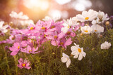 Fototapeta Kwiaty - onętek, kwiat kosmos w promieniach zachodzącego słońca w wiejskim ogrodzie latem. cosmos flower in the sun, flower meadow	