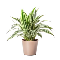 Poster - Green plant in pot