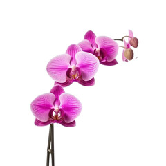 Wall Mural - orchid