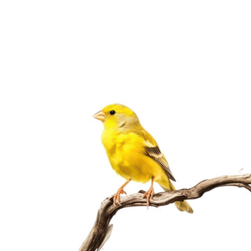 yellow bird on a branch