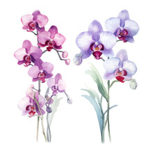Orchid Flower Set Watercolor Vector Illustration.isolated White Background. Wedding Invitation, Print, Sublimation, Mug, Tshirt, Tumbler