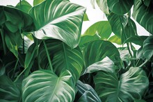 Abstract Tropical Green Leaves Pattern On White Background, Lush Foliage Of Giant Golden Pothos Or Devil’s Ivy The Tropic Plant. Generative AI.