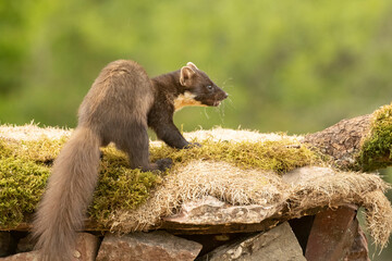 Pine marten inside a forest of fir and oak trees, with the last light of a very rainy day