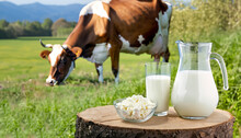 Milk In Glass Jug And Cottage Cheese On Wooden Stump With Grazing Cow On The Meadow As Background