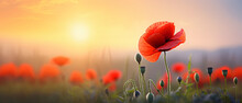 Blooming Poppy On Blurred Field Background