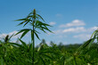 beautiful hemp leaf on a marijuana field under the blue sky with sun and clouds for legalization of medical cannabis products cbd thc illegal drug legal leafes lush dope farm
