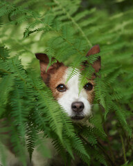 Wall Mural - Dog in the forest. Funny Jack Russell Terrier peeking out from behind a fern, walking with pet in nature 