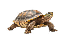 A Turtle Isolated No Background 