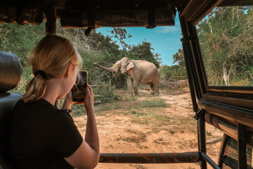 Wall Mural - Wildlife safari.Eco travel in the jungle with wild animals elephants.Tropical tourism in the wild life of elephants.Road trip jungle,eco safari.Elephant wild life,safari trip