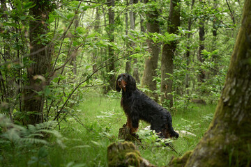 Wall Mural - Black dog in the forest, greenery. Gordon setter outdoors in summer. Walking with a pet