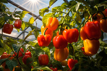Vibrant Colors Of Bell Peppers Or Chili Peppers Growing On The Vine Inside A Greenhouse, Capturing Their Ripening Process Generative AI