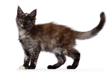  Maine coon tortie kitten, standing side ways. Looking towards camera, isolated on a white background
