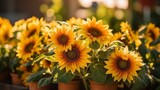 Fototapeta  - woman farmer growing sunflowers