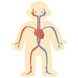 internal organ systems body blood system cartoon anatomy body chart for kids clipart