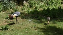 A Grey Crowned Crane With Chicks 
