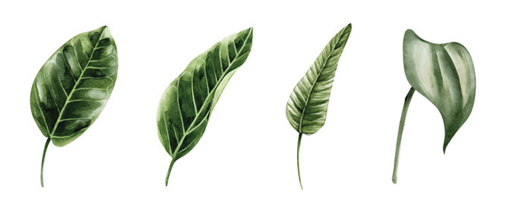 Set of troical leaves watercolor vector elements design