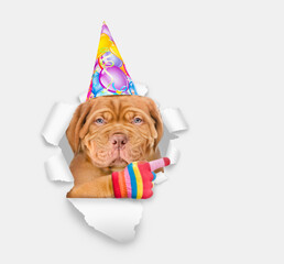 Poster - Serious Mastiff puppy wearing  party cap looking through the hole in white paper and points away on empty space