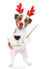 Poster - Jack russell terrier puppy dressed like santa claus reindeer  Rudolf holds glass of red wine and points away on empty space. isolated on white background