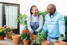 African Senior People Gardening With Flowers In Backyard House - Couples Fun And Hobby Concept