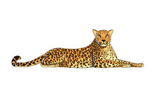 Leopard Isolated On White Background. The Predator Is In A Lying Position. African Animal In Cartoon Style. Vector Illustration.