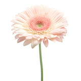 Watercolor pastel pink gerbera daisy flower isolation on transparent background 