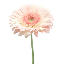 Watercolor Pastel Pink Gerbera Daisy Flower Isolation On Transparent Background 