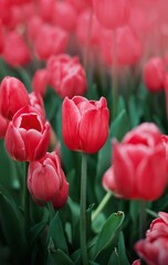 Wall Mural - Red tulip in the garden