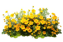 Flowerbed With Yellow Flowers On White Background. Generative AI