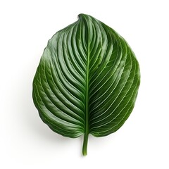Poster - Tropical Leaf