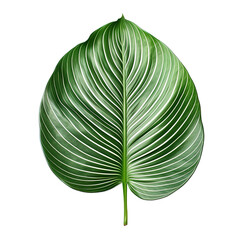 Poster - Tropical Leaf