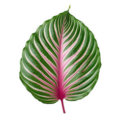 Poster - Tropical Leaf