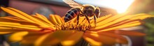 Honey Photo Bee In Wild