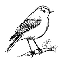 European Robin Silhouette, European Robin Mascot Logo, European Robin Black And White Animal Symbol Design, Bird Icon.