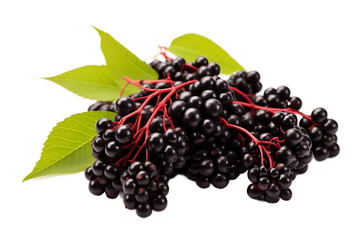Wall Mural - Elderberry Isolated on Transparent Background. AI