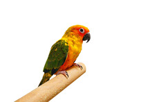 Beautiful Yellow And Orange Sun Conure Parrot Bird.