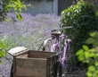 Back view on Retro purple bicycle with a wooden trailer on lavender field background, Provence, France. Beautiful traditional french view, card with copy space.