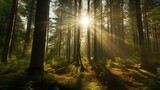 Fototapeta Pokój dzieciecy - Sunlit forest with rays of sunlight filtering through the trees, Generative AI.