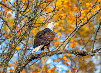 bald eagle perched among the northwoods autumn foliage