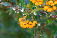 Bunches Of Yellow Berry Pyracantha Coccinea In Autumn Garden. Orange Fruits Of Narrow Leaf Firethorn Genus Of Thorny Evergreen Shrub From Rosaceae Family. Designation Golden Sun. Woolly Hedge Cluster.